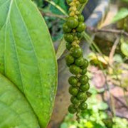 Green Piper Nigrum Pepper Seeds