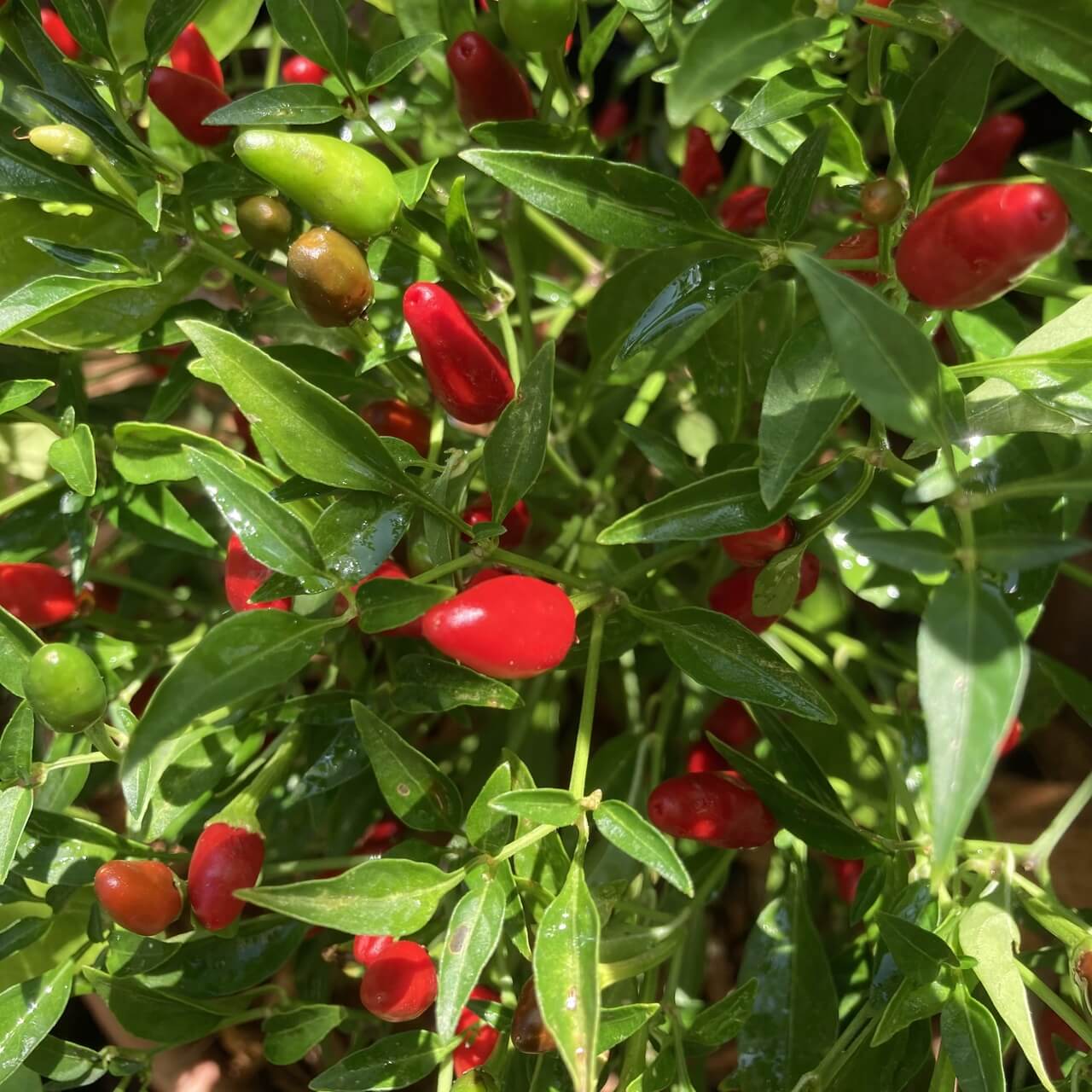 Jamaican Bird Pepper Seeds