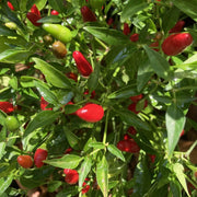 Jamaican Bird Pepper Seeds