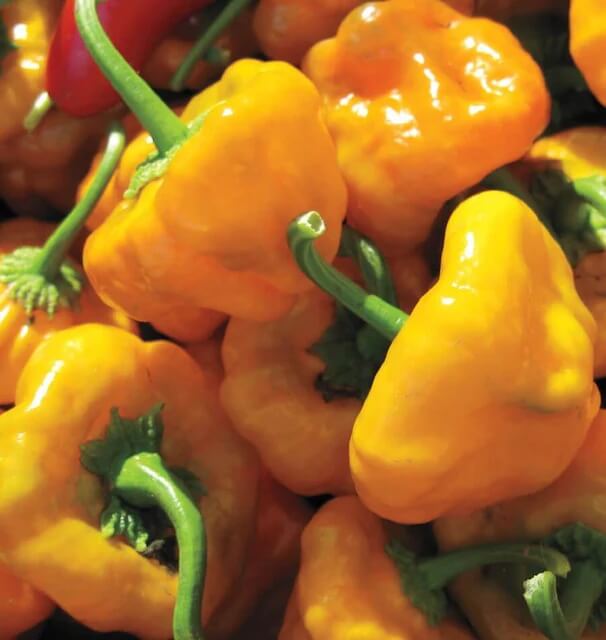 Jamaican Scotch Bonnet Pepper Seeds