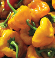 Jamaican Scotch Bonnet Pepper Seeds