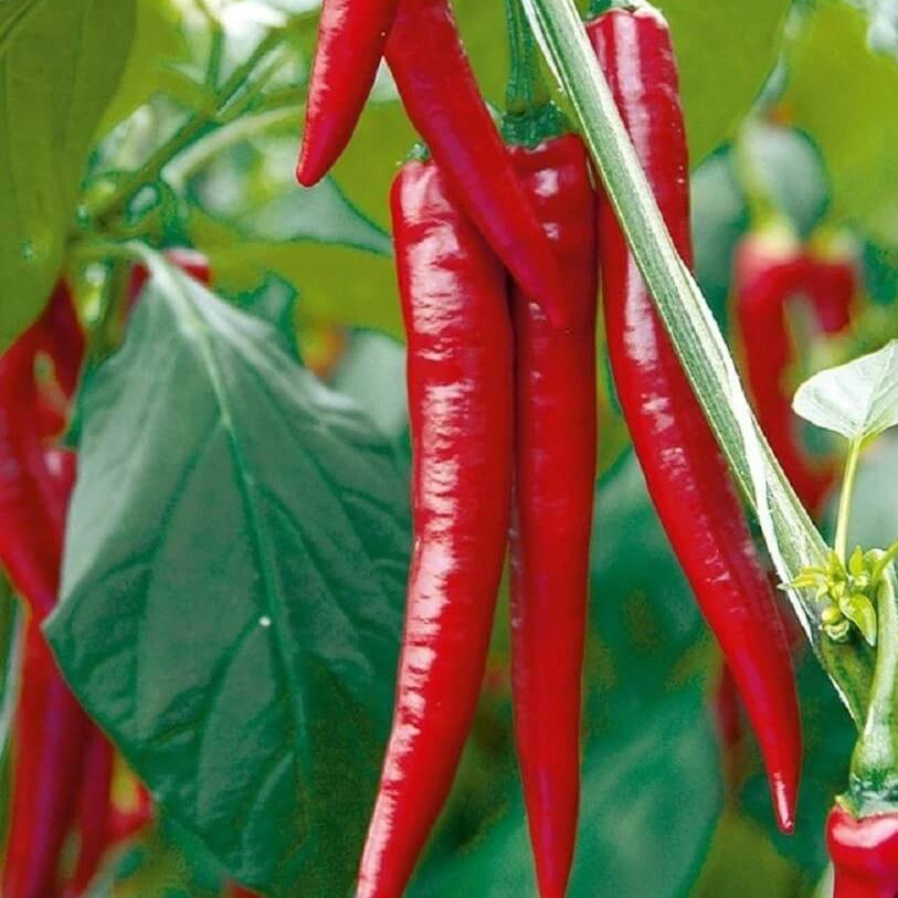 Long Red Hot Chili Pepper Seeds