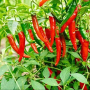 Red Chili Will Pepper Seeds