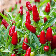 Ree Chilies Pepper Seeds