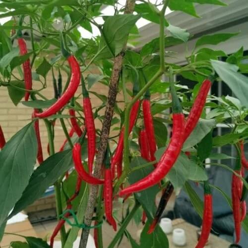 Salkim Biber Pepper Seeds