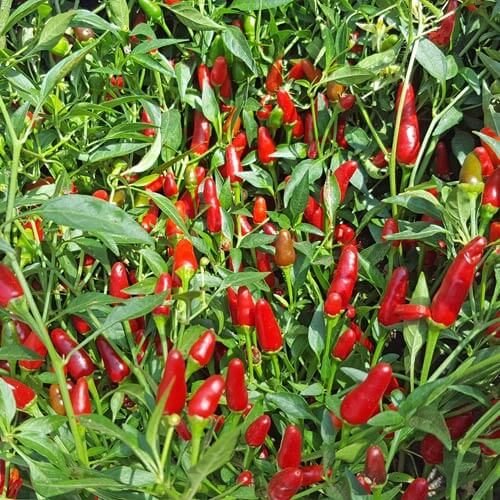 Thai Sun Pepper Seeds