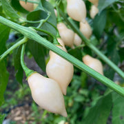 White Pepper Seeds