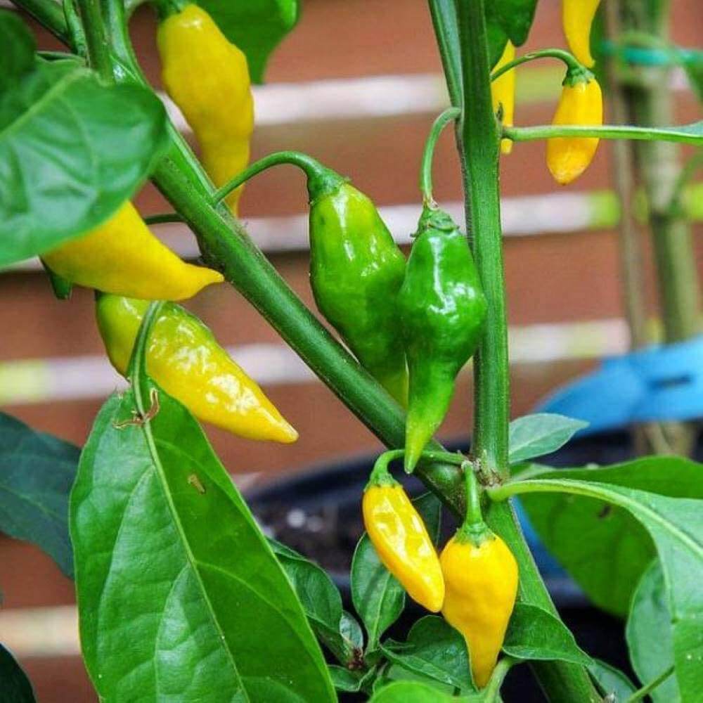 Yellow Aji Limon Pepper Seeds