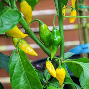 Yellow Aji Limon Pepper Seeds