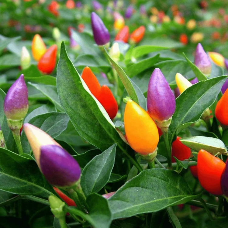 mixed Pepper Seeds