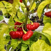 Aji Cubano Dulce Cachucha Pepper Seeds