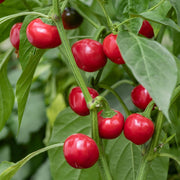 Cherry Pepper Seeds
