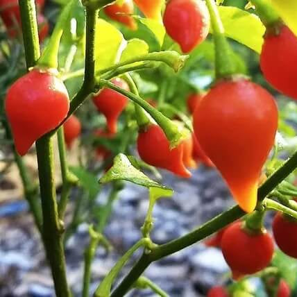 Chupetinha Pepper Seeds