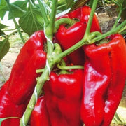 Giant Pepper Seeds