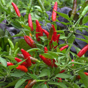 Jamaican Bird Pepper Seeds