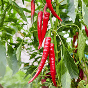 Long Red Hot Chili Pepper Seeds
