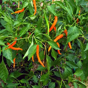 Orange Pepper Seeds