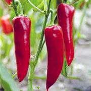 Red Chili Will Pepper Seeds