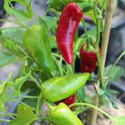 Salkim Biber Pepper Seeds