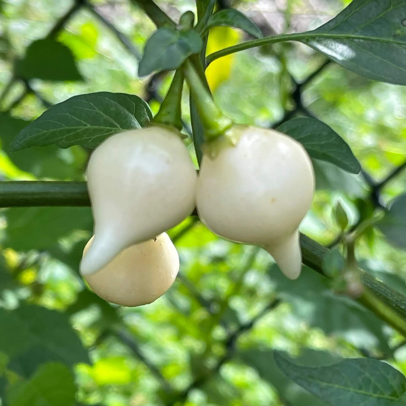 White Pepper Seeds