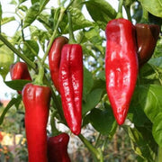 Big Jim Pepper Seeds