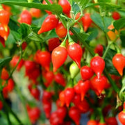 Biquinho Pepper Seeds