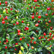 Chile Pequin Pepper Seeds