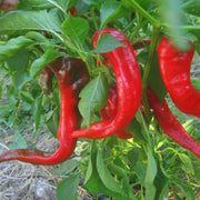 Gernika Pepper Seeds