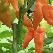 Habanada Pepper Seeds