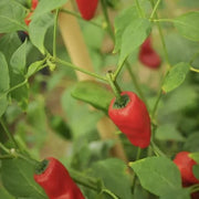Leutschauer Pepper Seeds