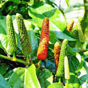 Longum Pepper Seeds
