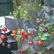 Mata Frade Pepper Seeds
