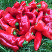 Melrose Pepper Seeds