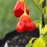 Mushroom Cap Pepper Seeds