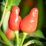 Nipple Pepper Seeds
