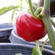 Nora Pepper Seeds