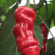 Peter Pepper Seeds