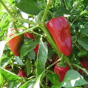 Piquillo Pepper Seeds