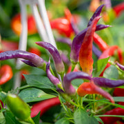 Sangria Pepper Seeds