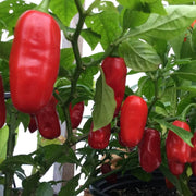 Zavory Pepper Seeds