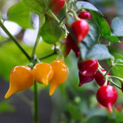 Chupetinha Pepper Seeds