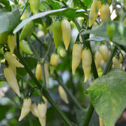 White Pepper Seeds