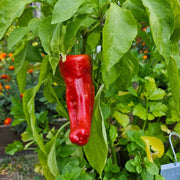 Aleppo Pepper Seeds