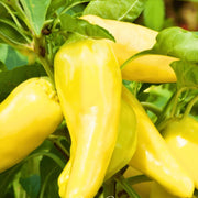 Banana Pepper Seeds