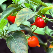 Biquinho Pepper Seeds
