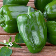Capsicum Pepper Seeds