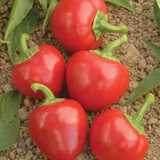 Cherry Bomb Pepper Seeds