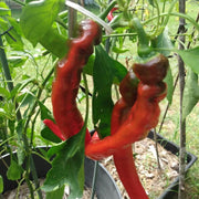Gernika Pepper Seeds