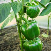 Green Plaza Pepper Seeds