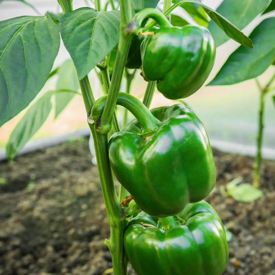 Green Plaza Pepper Seeds